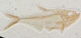 Nice, Diplomystus Fossil Fish - Wyoming #40760-1